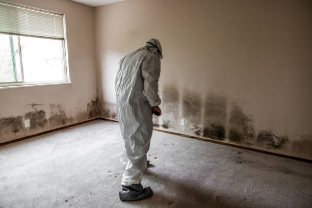 Bentonville, AR Mold Removal Company