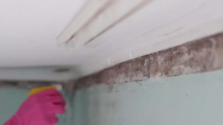 Best Mold Prevention Services  in Bentonville, AR